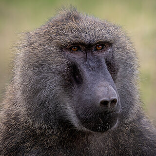 Nakuru NP - Olive baboon